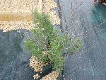 DSCF0291.JPG