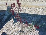 DSCF0293.JPG