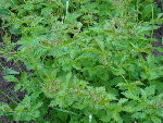 plante à identifier.jpg