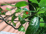 DSCN1313_redimensionner.JPG
