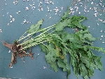 DSCF1232-1.JPG