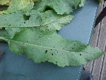 DSCF1235-1.JPG
