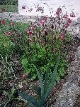 Geum rival - Benoite aquatique.jpg