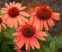 echinacea sunset.jpg