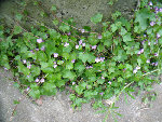 fleurs mauves.jpg