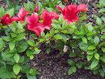 fleurs rouges.jpg