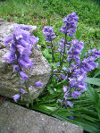 fleurs mauves cones.jpg