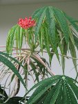 Jatropha médicinier JATROPHA MULTIFIDA [50%].JPG