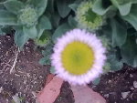 Photo0118.jpg