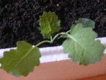 tomates ?