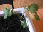 tomates ?