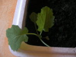 tomates ?