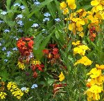 quelques fleurs du jour