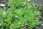 DSC_00091-web.jpg