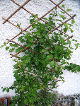 plante grimpante.jpg