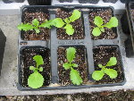mesclun2.jpg