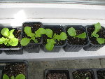 mesclun3.jpg