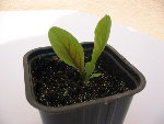 mesclun4.jpg