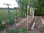 futures tomates.JPG
