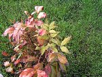 nandina_repart.jpg