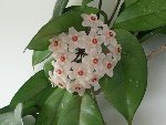 petites fleurs roses.JPG
