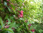 Weigelias rose et rouge (à rabattre sitôt la floraison (je ne vois plus clair!)
