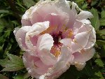 Pivoine arbustive : seule et unique fleur (comme d'hab !) - au secours Dédé !