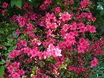P1020955 R.JPG