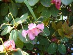 défleuri qu'il est mon rhodo !