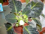 Le gloxinia d'il y a 2 ans qui va refleurir (17 boutons)