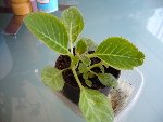 Bouture de feuille de gloxinia : ne me demandez pas de quelle couleur il sera, j'ai tellement fait de boutures avant de réussir !