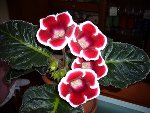 Floraison du 09/05/08
