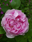 DSC00986 - Copie.JPG