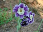 DSC0176 173ko.JPG