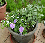 DSC00990 - Copie.JPG