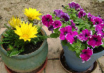 DSC00993 - Copie.JPG