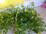 calibrachoa-001-e3df60.jpg