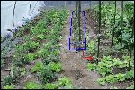 en bleu, l'espace que tu devrai tenir meuble! ton passage est trop tassé!<br />en rouge, un plant aux feuilles bien trop jaunes!