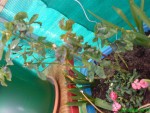DSC00111.JPG