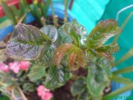 DSC00112.JPG