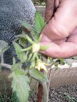 tomate &quot;julia hative&quot;!