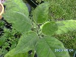 PICT0034.JPG
