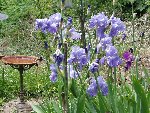 iris au jardin d'oiseaux.jpg