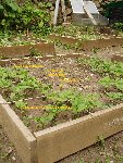 carré numéro 3, les haricots verts.JPG