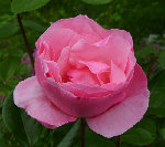 DSC00987 - Copie.JPG