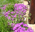 DSC00594 - Copie.JPG