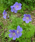 DSC00989 - Copie.JPG