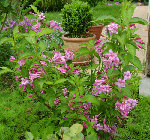 DSC00988 - Copie.JPG
