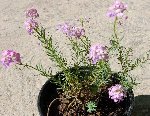 la plante =15 cm