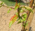 PICT0219.JPG